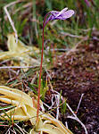 Butterwort