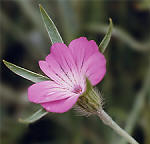 Corncockle