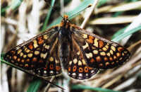 Marsh fritillary