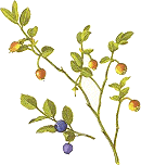 Bilberry