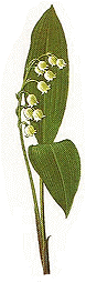 Lily-of-the-valley