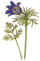 Pasqueflower