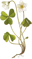 Wood-sorrel