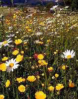 Wildflower meadow
