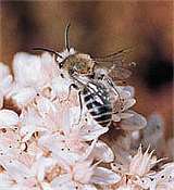 Northern colletes bee