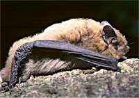 Nathusius pipistrelle