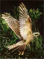 Nightjar