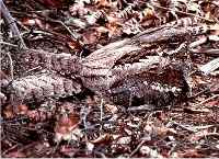 Nightjar & chick