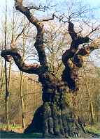 Old oak