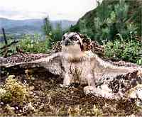 Osprey chick