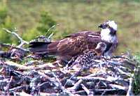 "This is incredibly early; the earliest ever record of ospreys returning to Loch of the Lowes is March 24th"