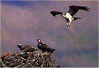Osprey & chicks