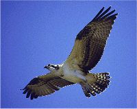 Osprey