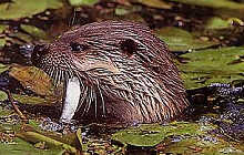 Ways to safeguard otters include fences around roads as well as ledges under bridges and tunnels