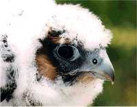 Peregrine chick