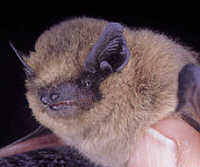 Pipistrelle bat