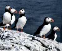 Puffins