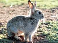 Rabbit