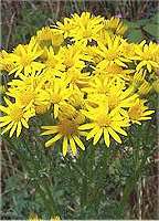 Ragwort