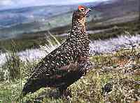 Red grouse
