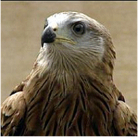 In 1999 the Yorkshire project introduced 23 of the red and chestnut coloured birds, which have a wing span of up to 6ft 4in as adults, into the Eccup area