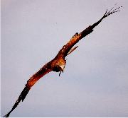 Red kite