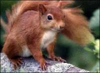 Red squirrel