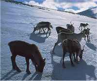 Reindeer