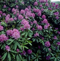 Rhododendron