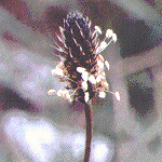 Ribwort plantain