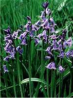 Spanish bluebell