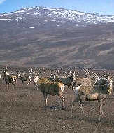 Up to 30,000 deer will be killed this year to help keep the deer population under control 