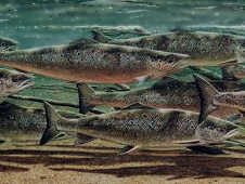 Salmon