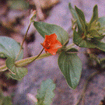 Scarlet pimpernel