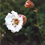 Sea campion