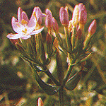 Seaside centaury