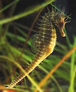 Seahorse