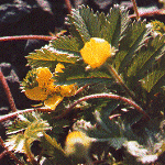 Winter aconite