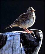 Skylark