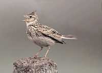 Skylark