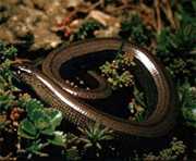 Slow-worm