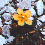 Spotted rock-rose