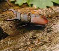 Stag beetle