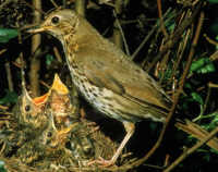Song thrush