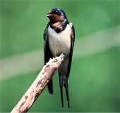 Swallow