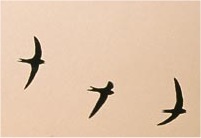 Swifts