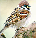 Tree sparrow