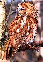 Tawny owl