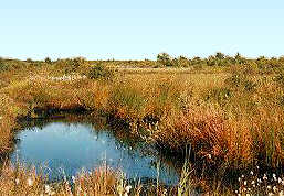 Thorne Moors