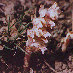 Toothwort